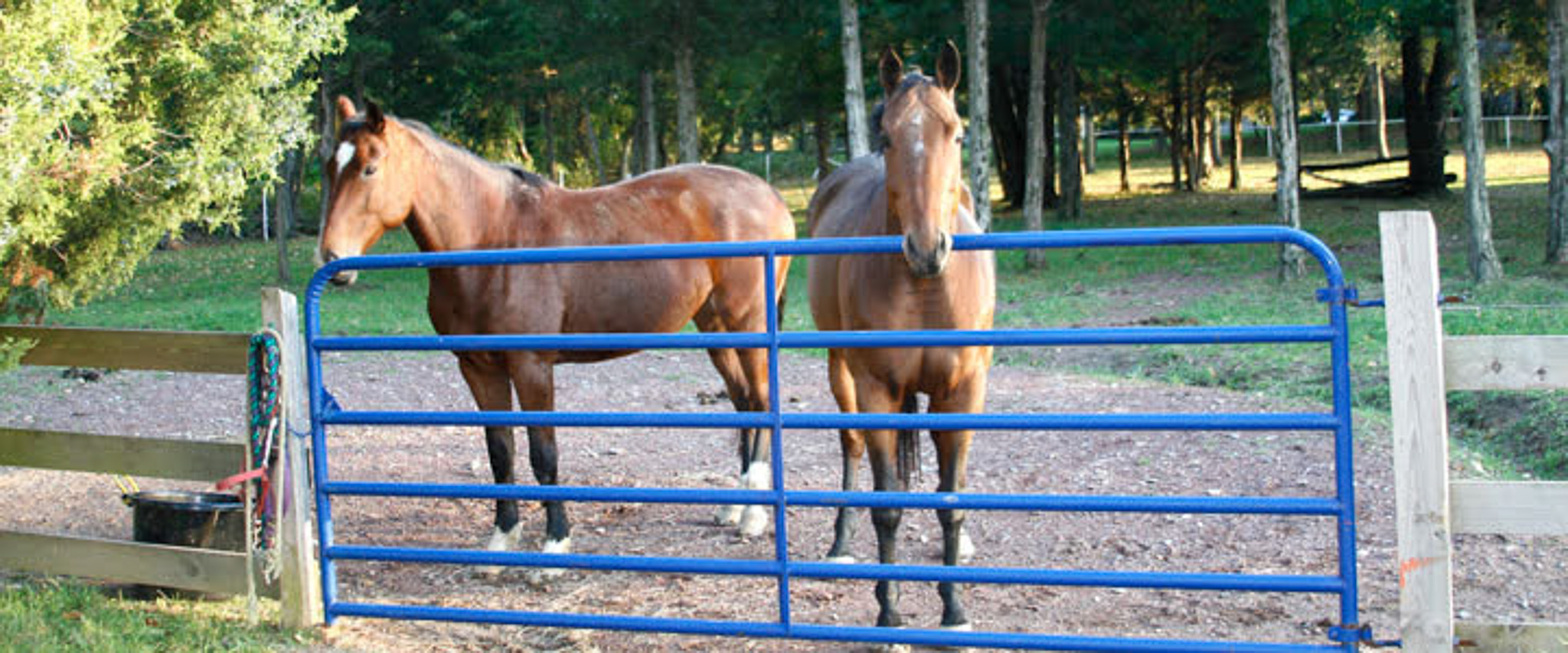 Horses at Applewood Farm