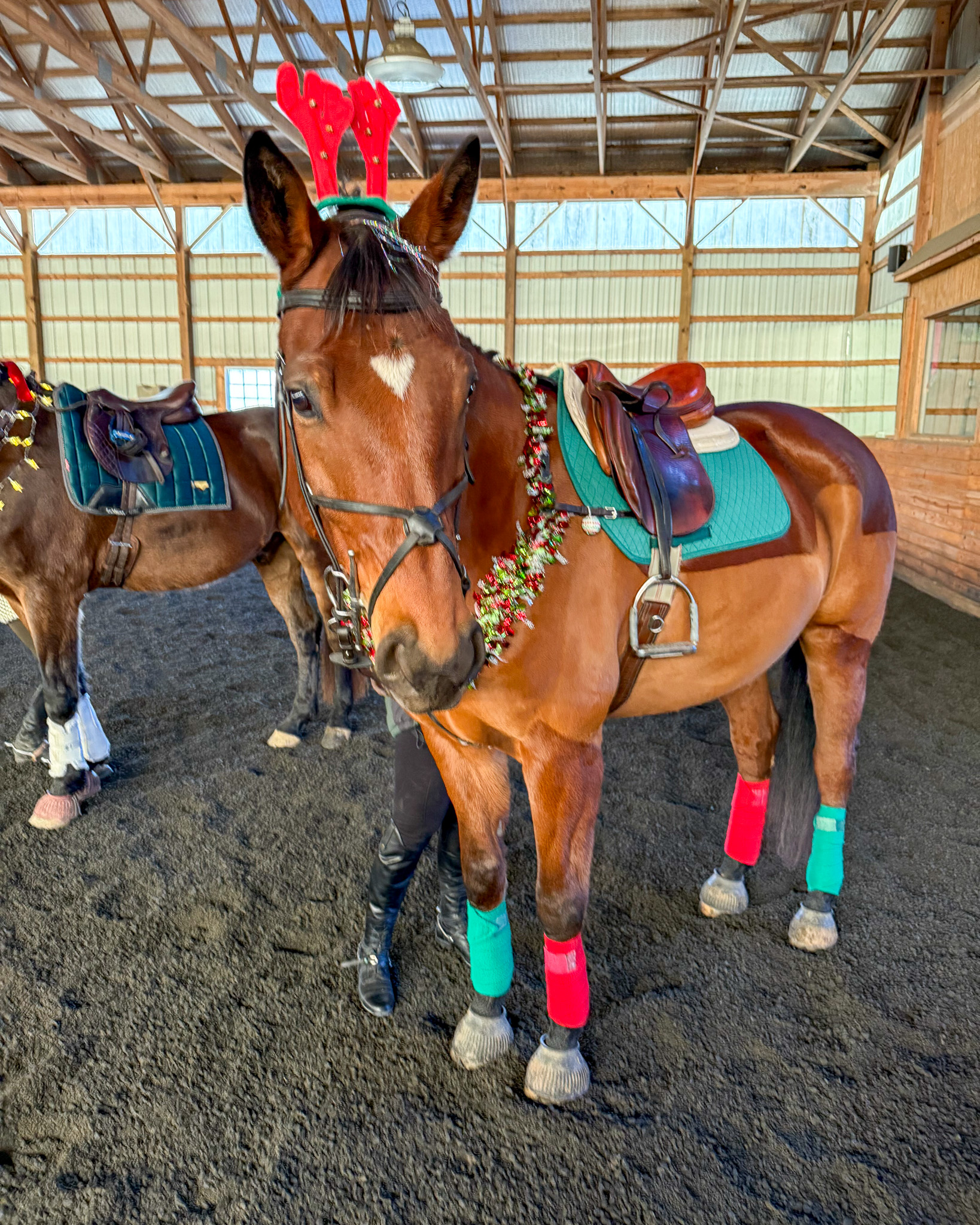 Horse with reindeer antlers